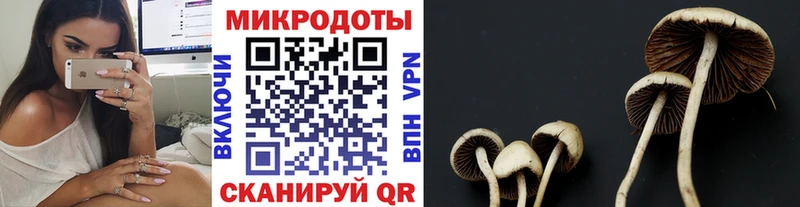 закладка  Кузнецк  Галлюциногенные грибы GOLDEN TEACHER 